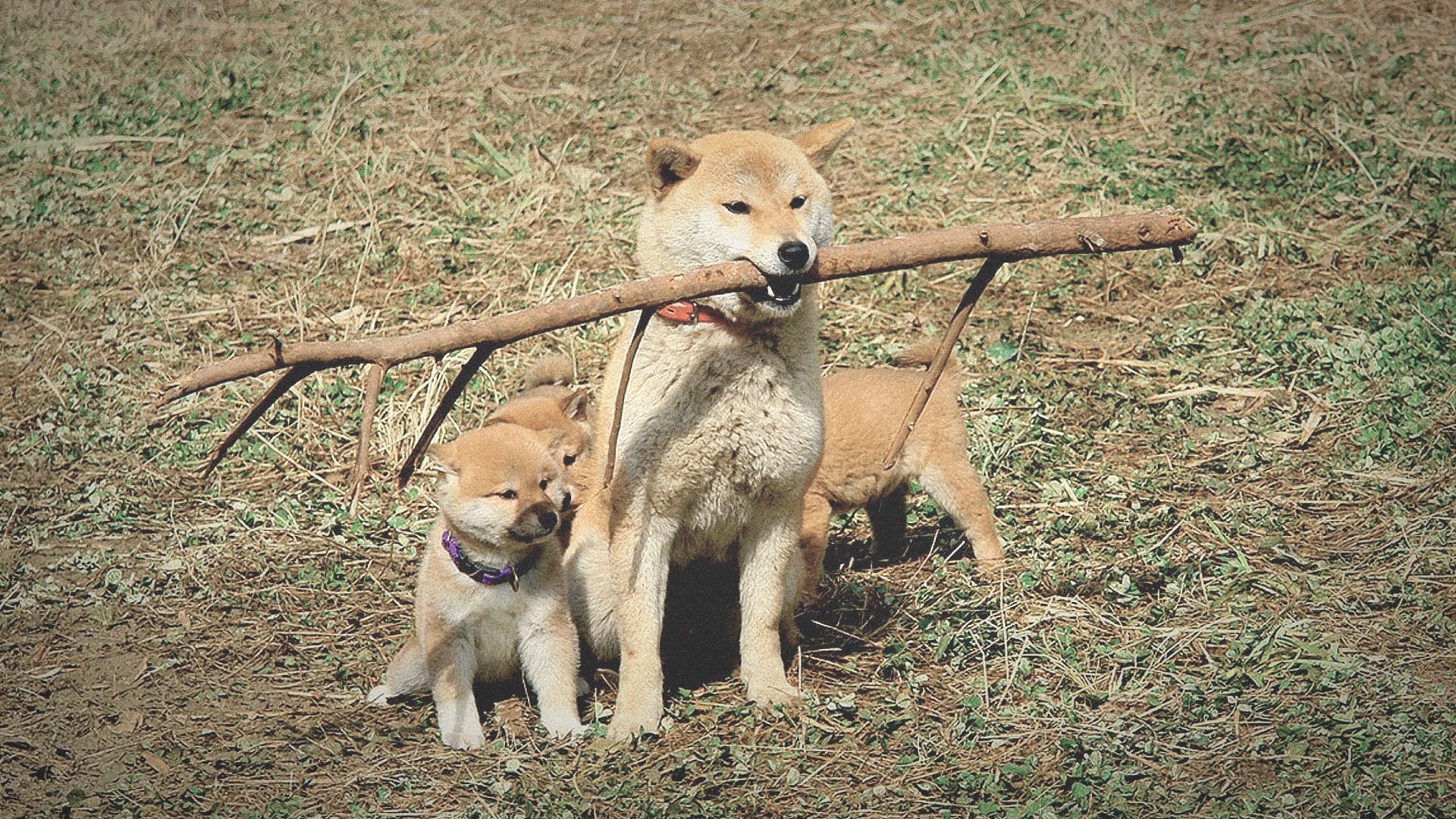 สปอยข้อคิดหนัง A Tale of Mari and Three Puppies ความกล้าหาญ